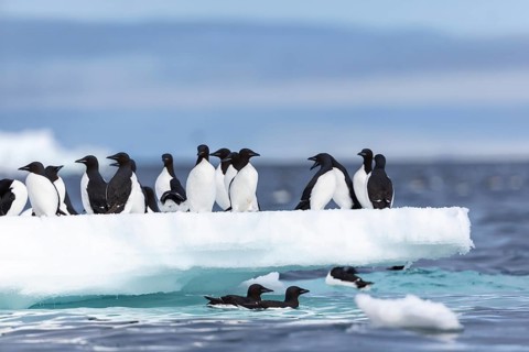 Thick-billed guillemot (Uria lomvia) on an ice floe, sea, water, alcids (Alcidae), Alkefjellet,