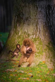 One female Gelada (Theropithecus gelada), or bleeding-heart monkey with her baby sits leaned