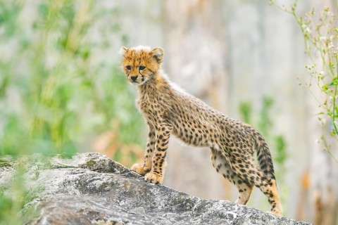 Cheetah (Acinonyx jubatus) youngster stadning on a rock, captive, occurrence Africa