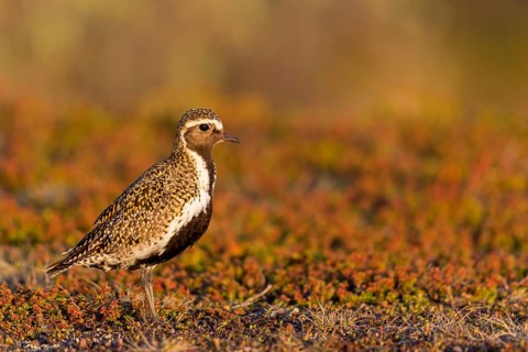 Golden plover, (Pluvialis apricaria), Charadrius apricaria, plover family, Varanger, Finnmark,
