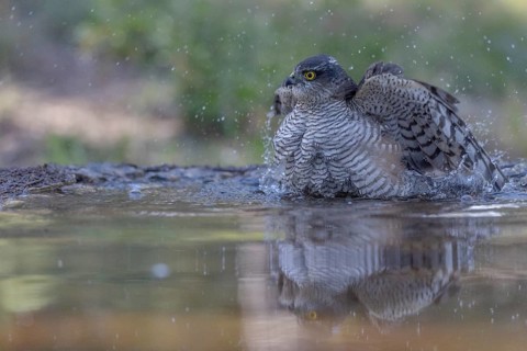 Sparrowhawk (Accipiter nisus), bathing, Catalonia, Spamia