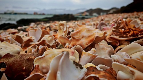Close-up, Large number of shells (concha) lying on the beach in a natural coastal area, Mindelo,