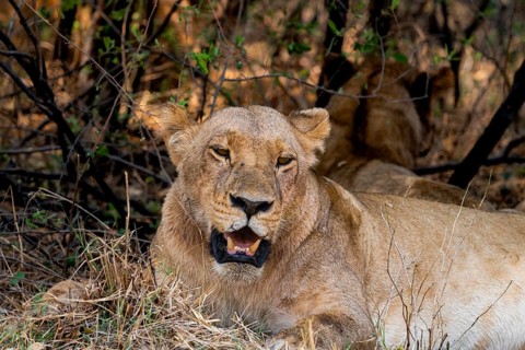 Lioness (Panthera leo), lying in the shade, animal portrait, Moremi Game Reserve, Botswana