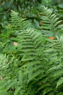 Worm fern (Dryopteris filix-mas 'Furcans'), Berggarten, Germany