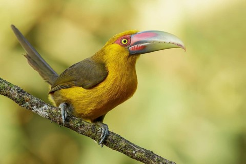 Saffron Toucanet (Pteroglossus bailloni) perched on a branch in the Atlantic Rainforest Region of