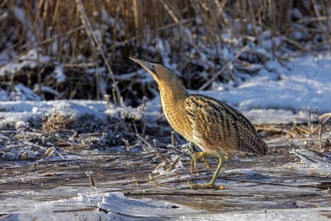 Eurasian bittern, great bittern (Botaurus stellaris) foraging well camouflaged in the snow in reed