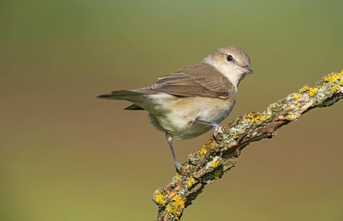 Garden Warbler (Sylvia borin) perched on a branch, Aosta Valley, Italy