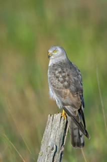 Northern Harrier Circus cyaneus Floodwood, St. Louis County, Minnesota, United States 26 June Adult