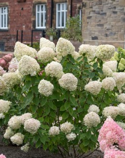 Panicle hydrangea (Hydrangea paniculata 'Limelight'), RHS Bridgewater, Great Britain