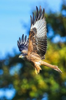 Red Kite, Milvus milvus, bird in flight
