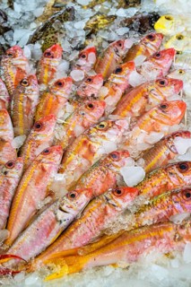 Red Sea Fish, Fish Market in Hurghada, Egypt