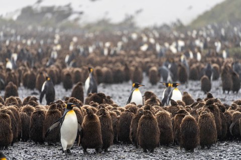 King penguins (Aptenodytes patagonicus), adult birds between chicks in brown down plumage, breeding