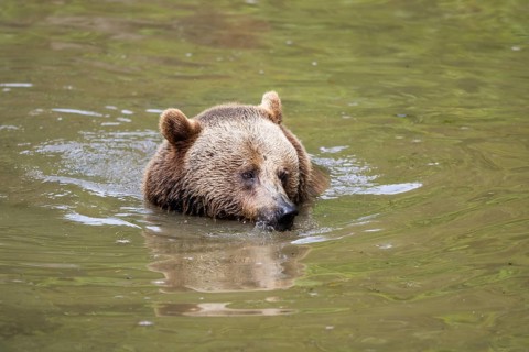 Eurasian brown bear (Ursus arctos arctos) in a little lake, Bavarian Forest, Bavaria, Germany