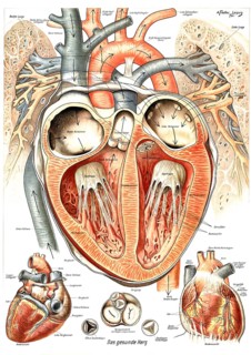 Anatomy, healthy human heart, internal and external structure of the organ and its position in the