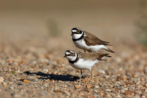 Little Ringed Plover (Charadrius dubius) pair mating, Saxony-Anhalt, Germany