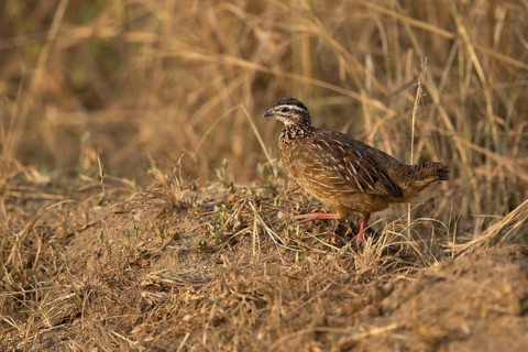 Crested Francolin (Dendroperdix sephaena), Semuliki National Park, Uganda