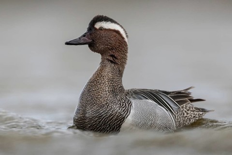 Garganey (Spatula querquedula) male, Schleswig-Holstein, Germany