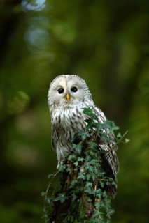 Ural Owl (Strix uralensis), captive, Germany