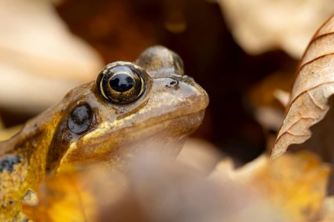 Common frog (Rana temporaria) adult amphibian on fallen autumn leaves in a garden, England, United