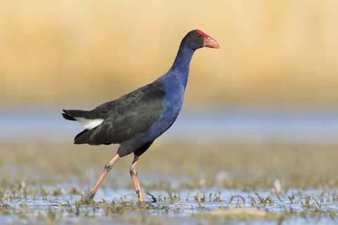 Australasian Swamphen (Porphyrio melanotus melanotus), Victoria, Australia