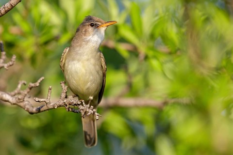 Olive warbler, (Hippolais olivetorum), animal, animals, bird, birds, biotope, habitat, perch,