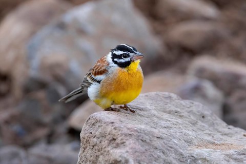 Golden-breasted Bunting (Emberiza flaviventris), South Africa