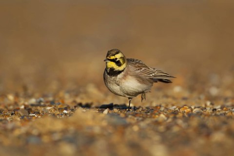 Shore lark or Horned lark (Eremophila alpestris) adult bird on a beach, Suffolk, England, United