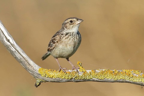 Horsfield's Bush Lark (Mirafra javanica) perched on a branch, Victoria, Australia