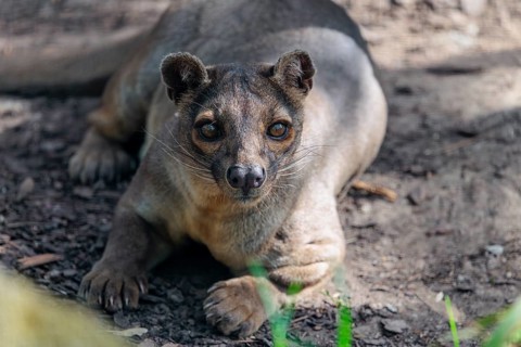 A fossa (Cryptoprocta ferox) rests on the forest floor of a dry forest. Forest habitats in