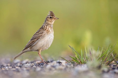 Eurasian Skylark (Alauda arvensis) male perched on the ground, Poland