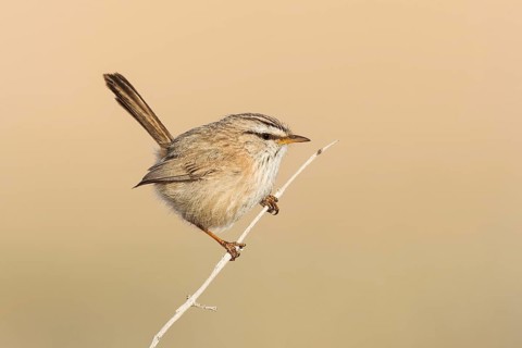 Streaked Scrub Warbler (Scotocerca inquieta), Eilat, Israel