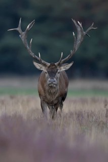 Red deer in rut, Hooge Veluve, Holland
