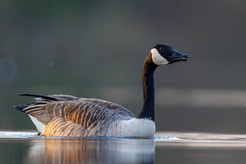 Canada Goose (Branta canadensis), North Rhine-Westphalia, Germany