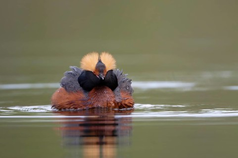 Horned Grebe (Podiceps auritus), Dalarna, Sweden