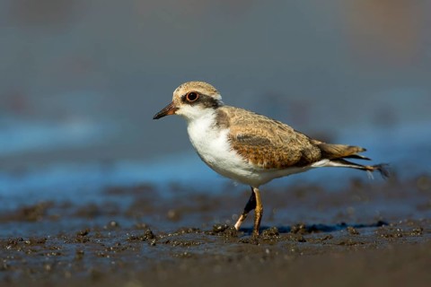Black-fronted Dotterel (Elseyornis melanops) juvenile, Victoria, Australia