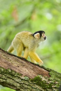 Common squirrel monkey (Saimiri sciureus) in a tree, captive, distribution South America