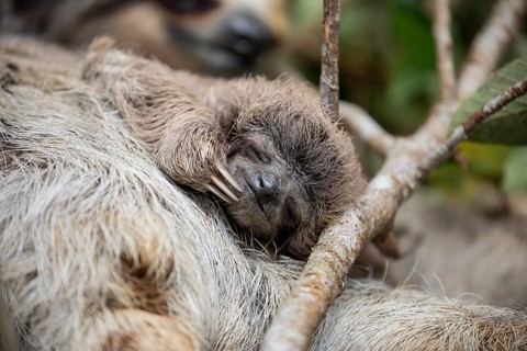 Close up of a baby three-toed sloth (Bradypus variegatus) scratching its face while clinging to its