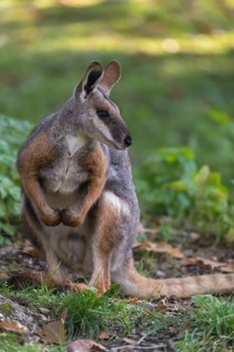 One yellow-footed rock-wallaby (Petrogale xanthopus), or ring-tailed wallaby sitting on grass