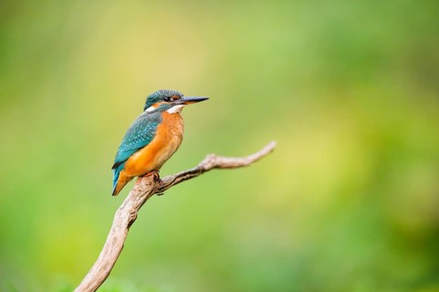 Common kingfisher (Alcedo atthis) sitting on an old wooden branch in late summer, wildife, Bavaria,