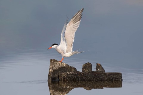 Common Tern (Sterna hirundo), Greece