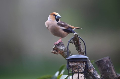 Hawfinch (Coccothraustes coccothraustes) sitting with the fat balls, Schleswig-Holstein, Germany
