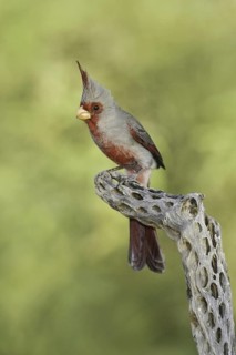 Pyrrhuloxia (Cardinalis sinuatus) male, Arizona, USA