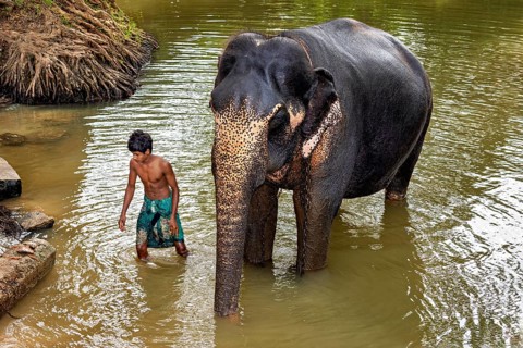 An elephant and a boy are standing in water surrounded by plants. The scene appears peaceful and