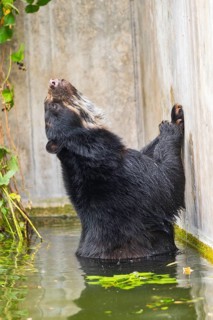 American black bear (Ursus americanus), in the water beside a wall, captive, Bavaria, Germany
