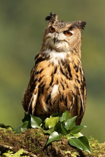 Eurasian Eagle-Owl (Bubo bubo) captive, Baden-Wuerttemberg, Germany