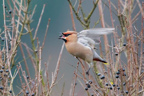Bohemian Waxwing (Bombycilla garrulus) feeding on berries, North Rhine-Westphalia, Germany