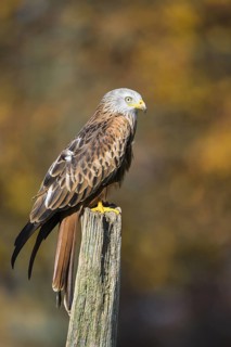 Red Kite (Milvus milvus), Lower Saxony, Germany