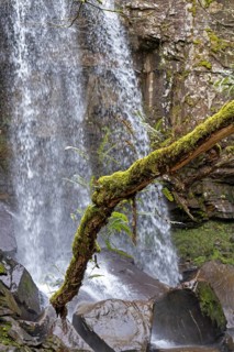Waterfall, tree trunk covered with moss and fern, Melincourt Waterfalls Nature Reserve, Melincourt,