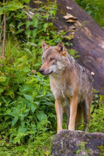 A eurasian gray wolf (Canis lupus lupus) stands on a hill between rocks and logs, watching