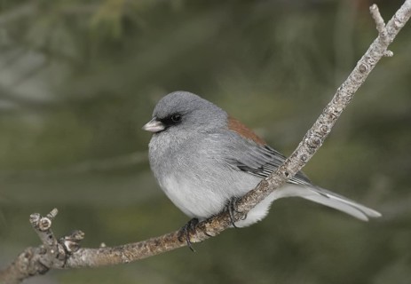 Grey-headed Junco (Junco hyemalis caniceps), New Mexico, USA
